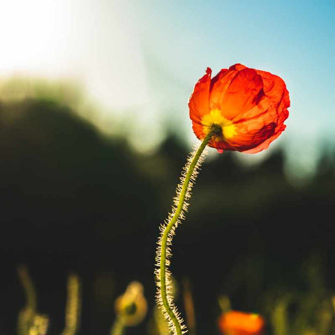 Bright orange poppy with the sun shining through its petals standing out against the sky above a row of poppies growing in a field.