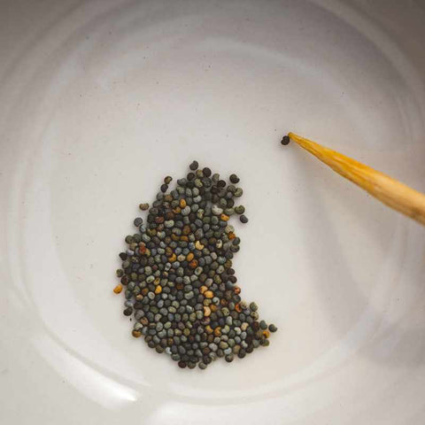 White bowl of poppy seeds being picked out on the tip of a toothpick.
