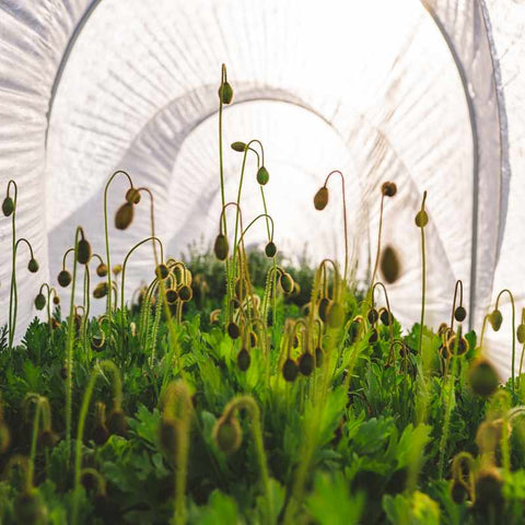 Four foot wide low tunnel covered in frost blanket over poppy buds on the verge of blooming.