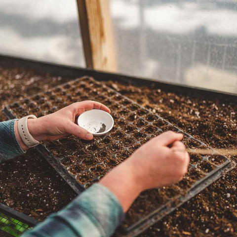 128 cell tray being planted by a farmers hands holding a bowl of seeds and a long wooden pick.