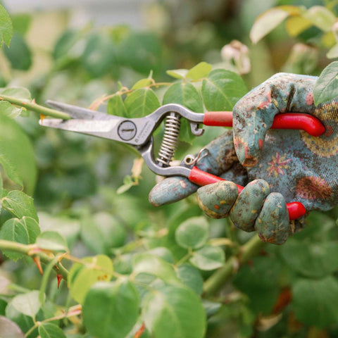 snipping roses for cuttings