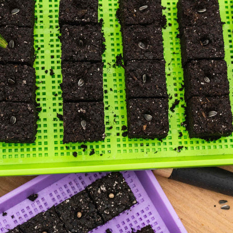 soil blocks on green and purple mesh trays