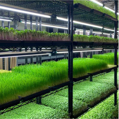 racks of trays under grow lights