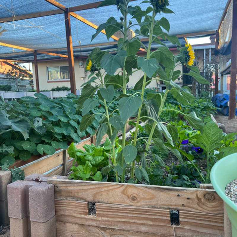 raised bed with greens and flowers on urban farm