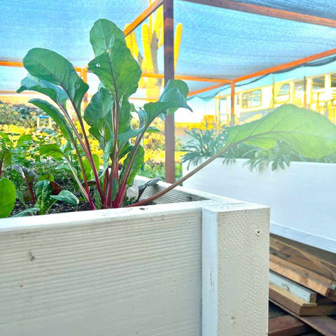 white raised wooden bed with chard growing and a shade structure in the background