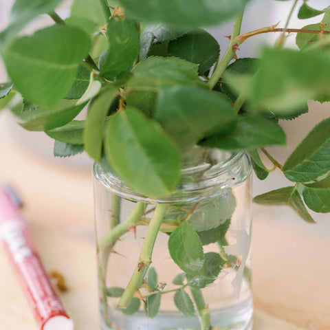 rose cuttings in water