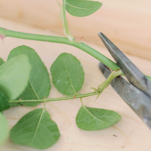 how to take rose cuttings