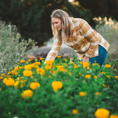 A field of large orange marigolds on a flower farm with female flower farmer in background.