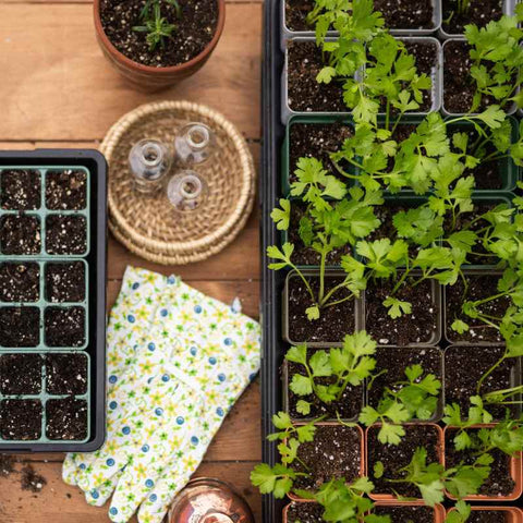 seed starting pots with celery starts