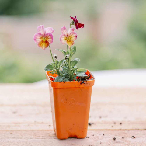 pansies in an orange seed starting pot