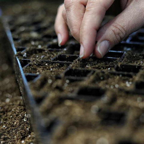 Planting seeds into black air prune tray