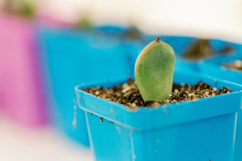 rooting succulents