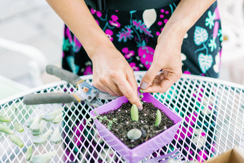 planting succulents