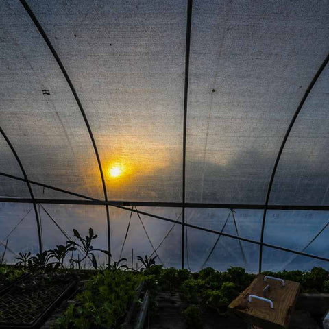 Inside view of high tunnel shaded with shade cloth and a table of seedlings.