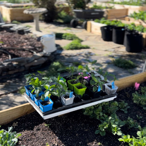 2.5 seed starting pots in a shallow tray with 32 cell insert