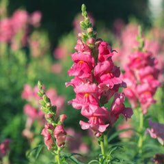 SnapDragon