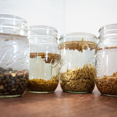 fodder soaking in jars