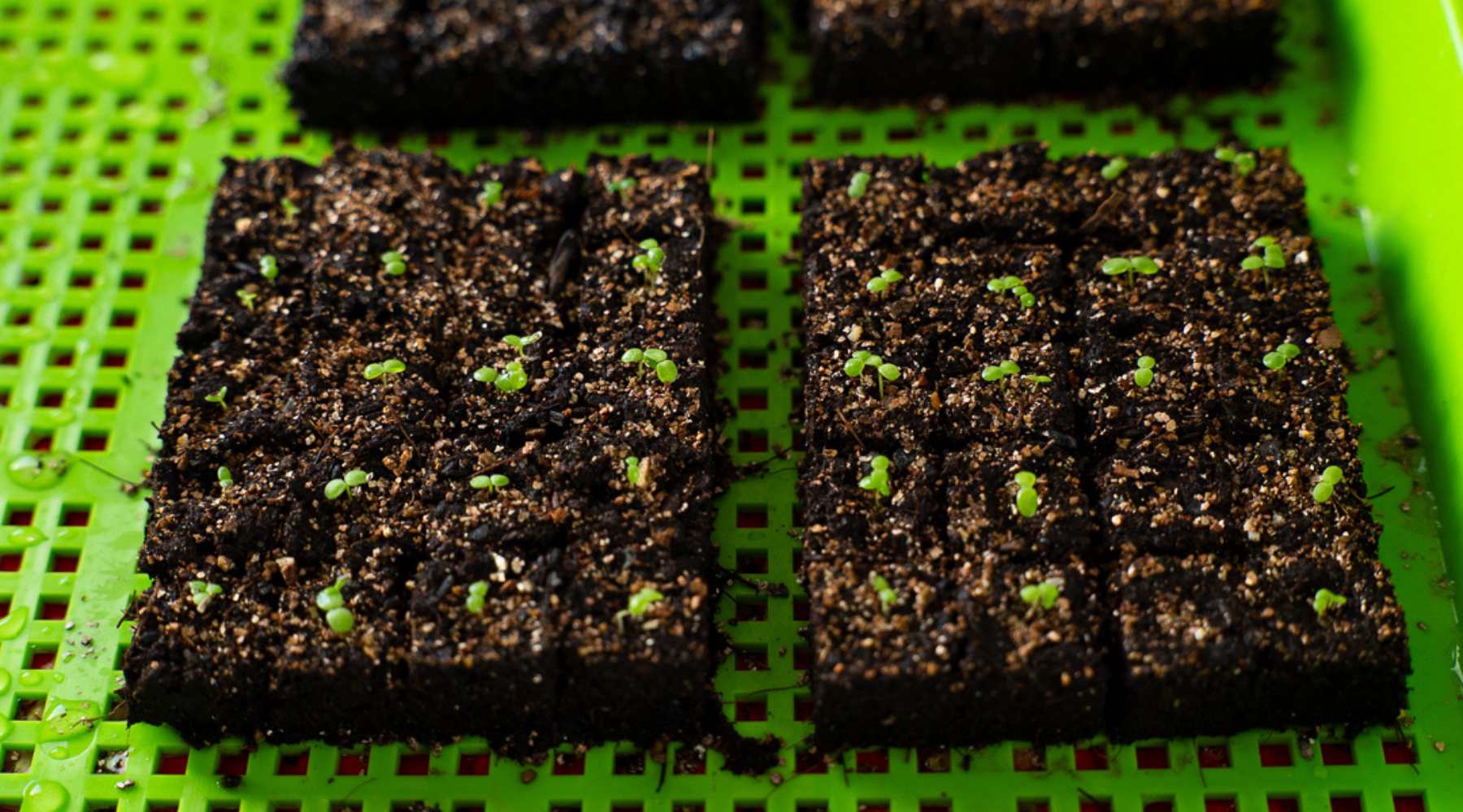 Soil blocks with slight growth made with a mini 20 and growing in a 1020 mesh shallow green tray.
