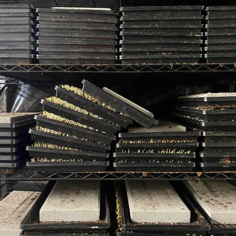 stacked trays of microgreen trays in germination on a shelf