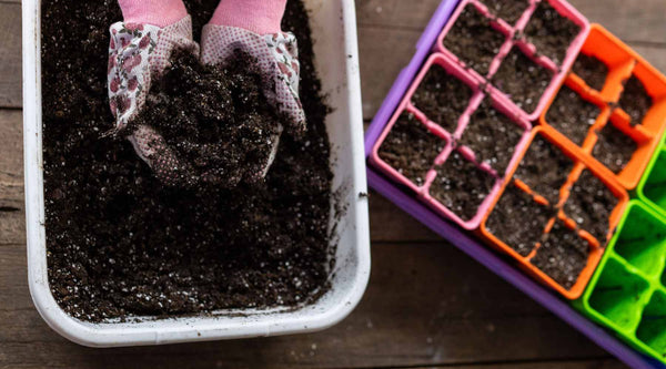 4 cell pots in 1020 purple tray and hands filling with dirt