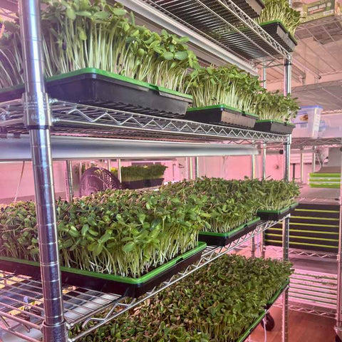 Racks of Sunflower Sprouts