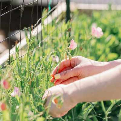 sweet peas on trellis