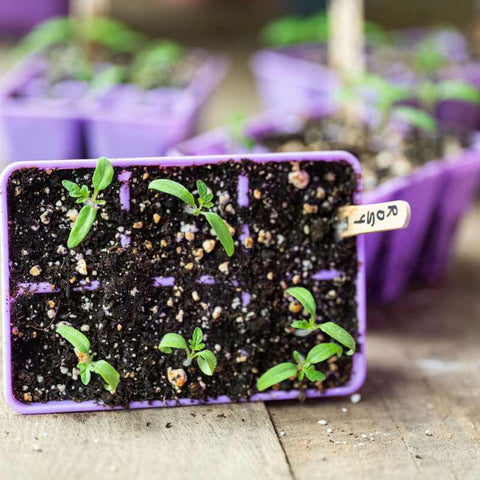 Small tomato seedlings in a purple 6 cell planting tray.
