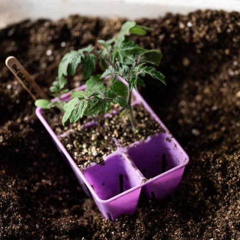 tomatoes in 6 cell plugs