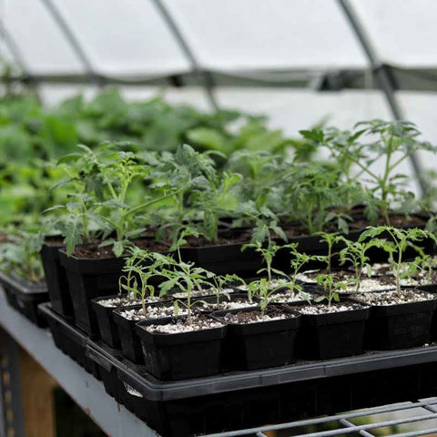 tomato plants in 3" pots