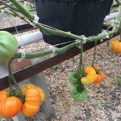 Yellow tomatoes trellised next to their Dutch bucket growing containers.