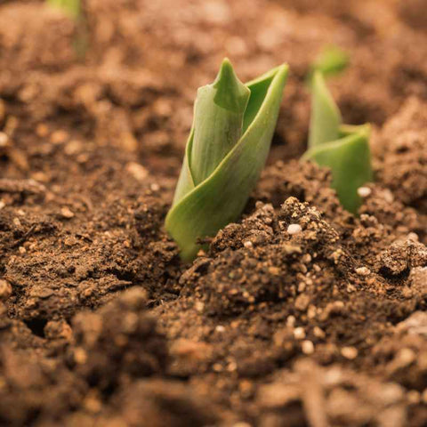 tulip bulb emerging from soil