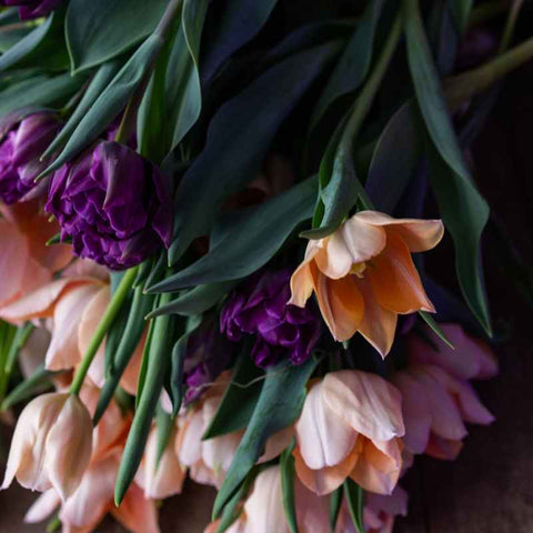 tulips cut for flower arrangement