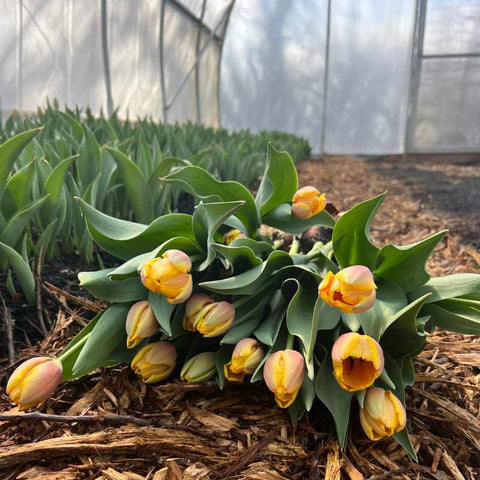 Bouquet of tulips in high tunnel harvested near patch of tulips