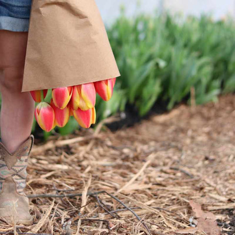 young girl holding bouquet of tulips on a flower farm in a high tunnel