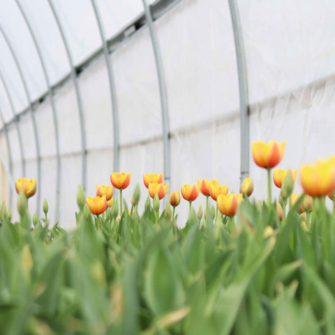 tulips growing in a gothic hoop house