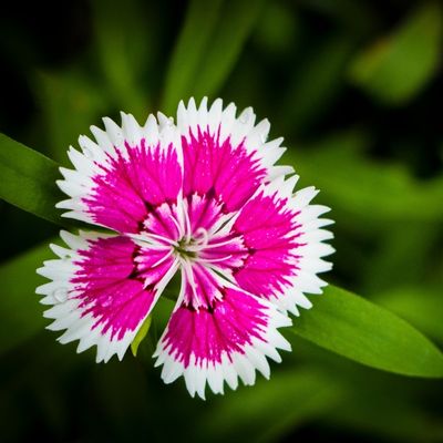 sweet william