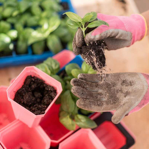 Hands holding a basil seedlings pulled from a blue 6 cell to be up-potted into a pink 3.3" pot