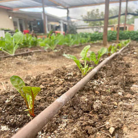 irrigated row of greens under a shade cloth cover