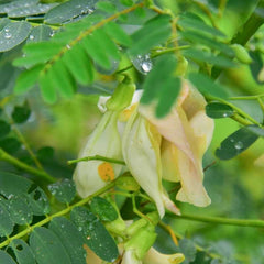 vegetable hummingbird