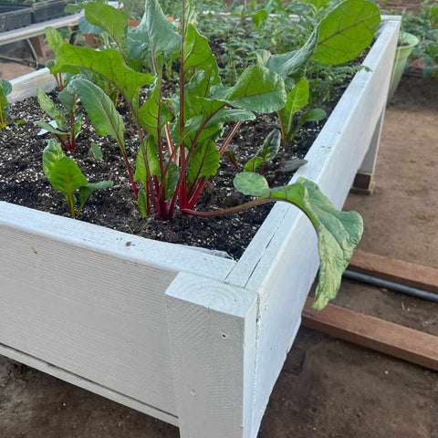 white container raised bed