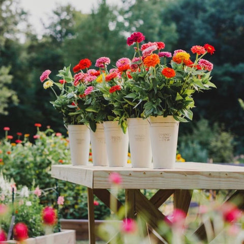 Bouquets of Zinnias