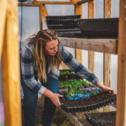 Female Farmer stacking larkspur planted 128 cell tray on to shelf in greenhouse.