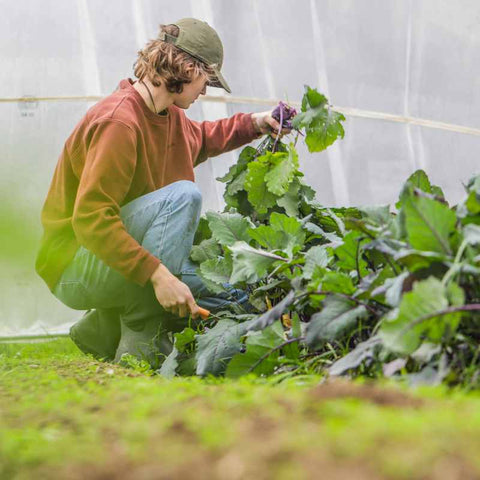 farmer working in cat tunnel harvesting crops