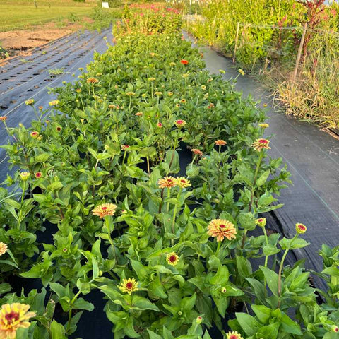 zinnias planted in rows with landscape fabric on a flower farm