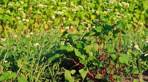 Buckwheat and orchard grass planted as green manure