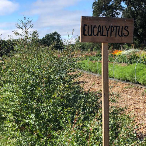 Eucalyptus foliage growing in a row with wooden sign. Rows of foliage and flowers visible in the background.