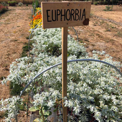 white and green euphorbia foliage growing in a row with wooden sign identifying plant