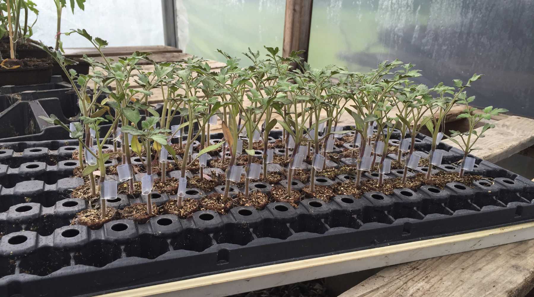 healing grafted tomatoes