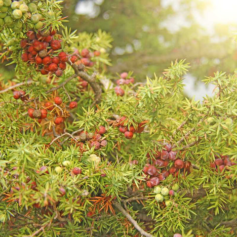 juniper berries for winter christmas wreath