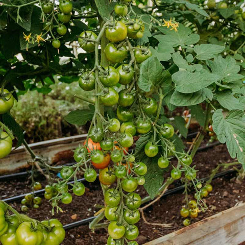 tomatoes in a hoop house